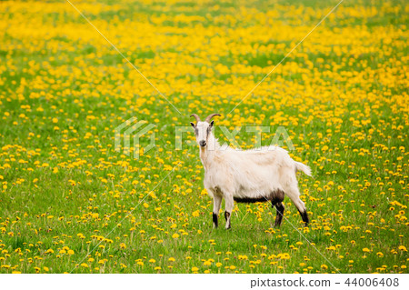 Goat  Grazing In Spring Meadow With Fresh Green Grass And Dandel 44006408
