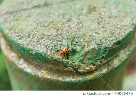 小小的瓢蟲 小小的瓢蟲 44006479