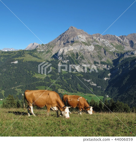 Grazing cows and Mount Spitzhorn. 44006859