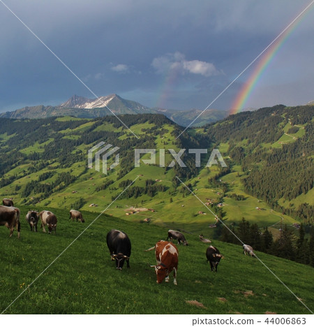 Grazing cows and mountains Gifer and Lauenenhorn. Grazing cows and mountains Gifer and Lauenenhorn. 44006863