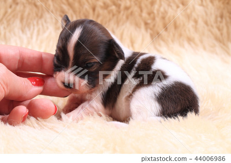 papillon dog newborn 44006986