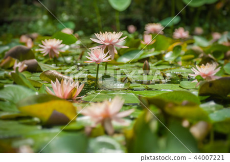 Water lily blooming in the pond Water lily blooming in the pond 44007221