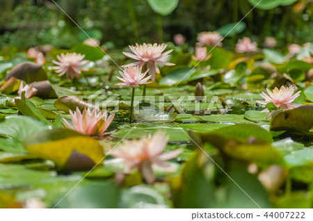 Water lily blooming in the pond 44007222
