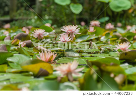 Water lily blooming in the pond 44007223