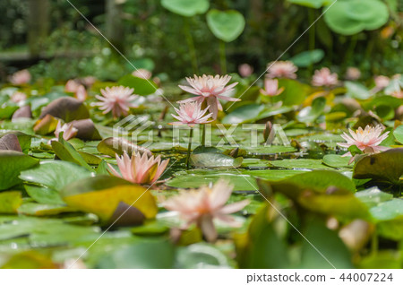 Water lily blooming in the pond Water lily blooming in the pond 44007224