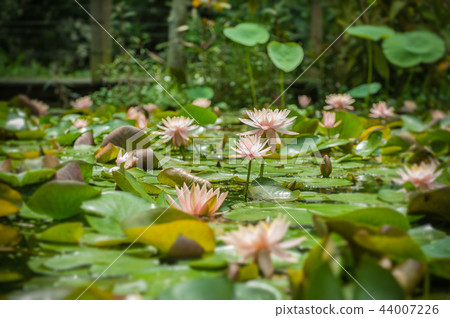 Water lily blooming in the pond 44007226