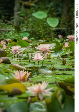 池塘裡盛開的睡蓮 44007227