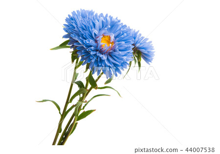 blue aster isolated blue aster isolated 44007538