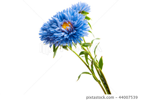 blue aster isolated blue aster isolated 44007539