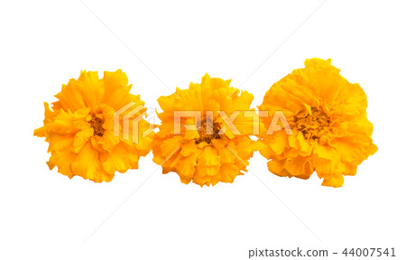 marigolds isolated marigolds isolated 44007541