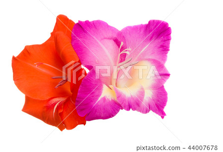 beautiful gladiolus flowers isolated beautiful gladiolus flowers isolated 44007678