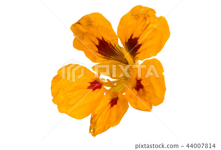 nasturtium flower isolated nasturtium flower isolated 44007814
