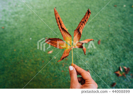 Woman hold nice yellow leaf in hand. 44008899