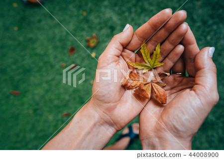 Yellow autumn leaves in the palm of a girl. 44008900