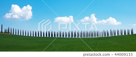 tuscany landscape with cypress alley 44009133