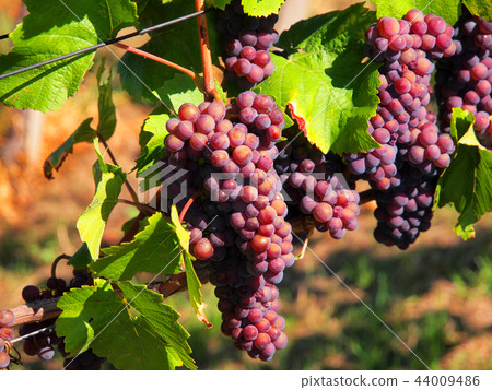 Vineyards in autumn Germany-Baden Vineyards in autumn Germany-Baden 44009486