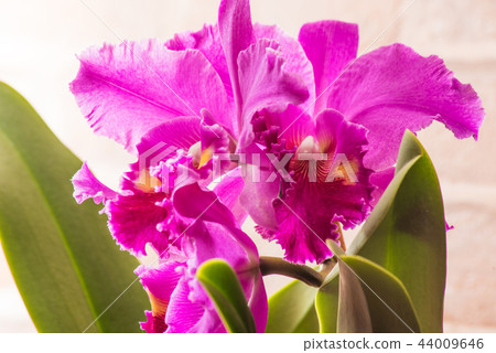 Three dark pink cattleyas 44009646