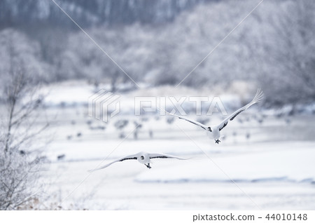 Tancho（北海道·Tsurui）從被冰包圍的棲息處飛行 44010148