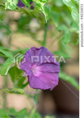 牽牛花305 44010653