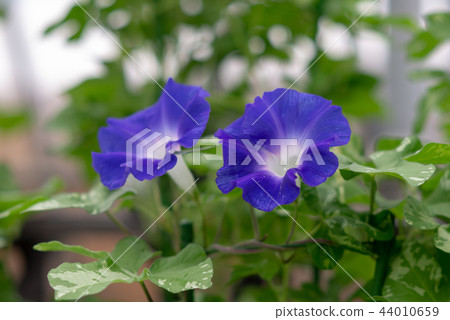 Morning glory 311 Morning glory 311 44010659