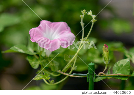 牽牛花312 44010660