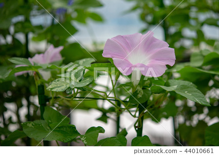 Morning glory 313 Morning glory 313 44010661