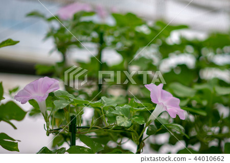 牽牛花314 44010662