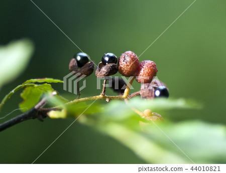 三正果 三正果 44010821