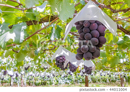 山梨縣勝沼葡萄村的酒架 44011004