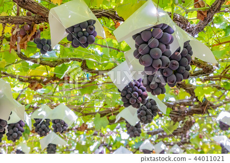 山梨縣勝沼葡萄村的酒架 44011021