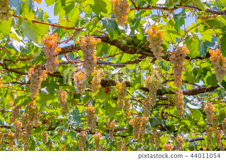 山梨縣勝沼葡萄村的酒架 山梨縣勝沼葡萄村的酒架 44011054