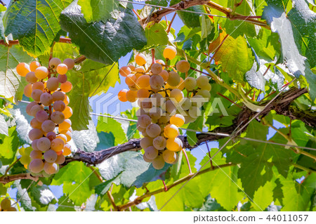 The wine shelf of Katsunuma grape village in Yamanashi Prefecture The wine shelf of Katsunuma grape village in Yamanashi Prefecture 44011057