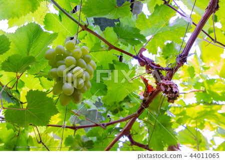 山梨縣勝沼葡萄村的酒架 44011065