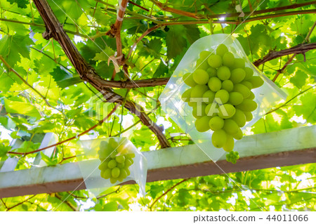 The wine shelf of Katsunuma grape village in Yamanashi Prefecture 44011066