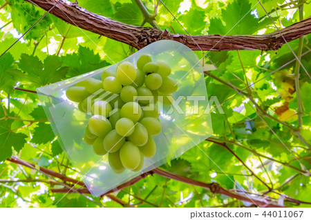 The wine shelf of Katsunuma grape village in Yamanashi Prefecture 44011067
