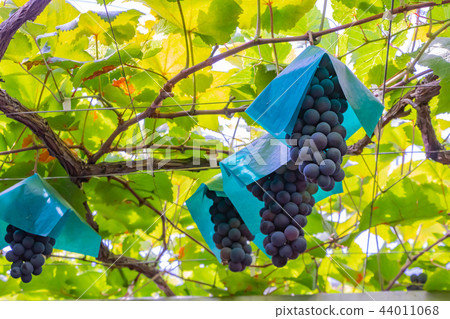 The wine shelf of Katsunuma grape village in Yamanashi Prefecture The wine shelf of Katsunuma grape village in Yamanashi Prefecture 44011068