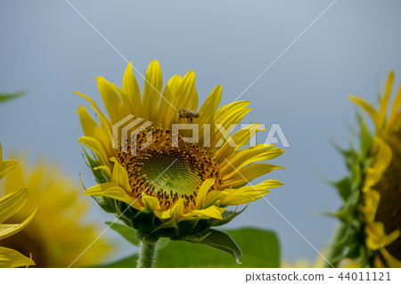 Sunflowers and bees Sunflowers and bees 44011121