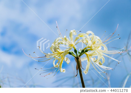 白色簇狀孤挺花 44011278