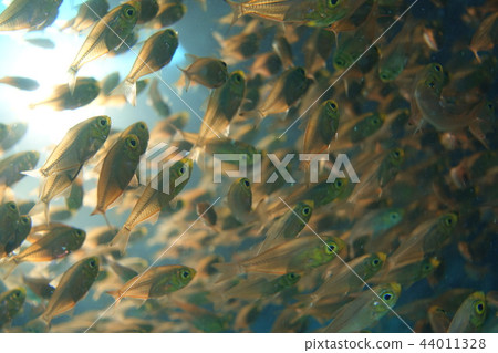 水晶般清澈的魚群 44011328