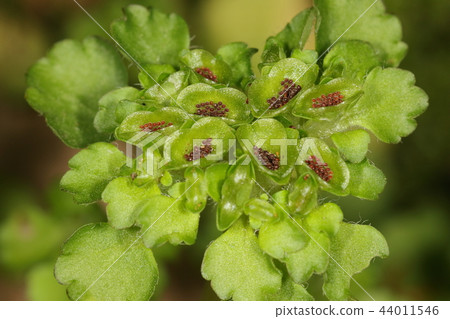 Nature Plant Yamaneko no Mesou, small azuki-colored grains on a plate. It is a seed in the cracked fruit Nature Plant Yamaneko no Mesou, small azuki-colored grains on a plate. It is a seed in the cracked fruit 44011546