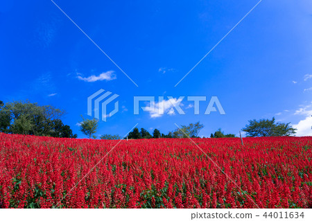 丹參 丹參 44011634