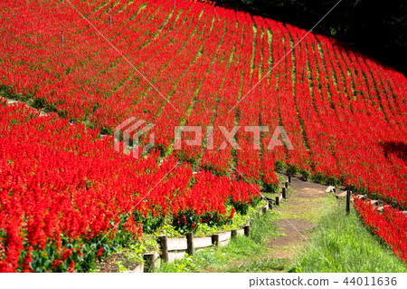 丹參 丹參 44011636