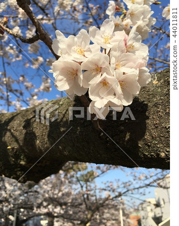 Awaited spring Awaited spring 44011811