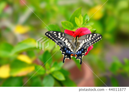 Swallowtail butterfly Swallowtail butterfly 44011877