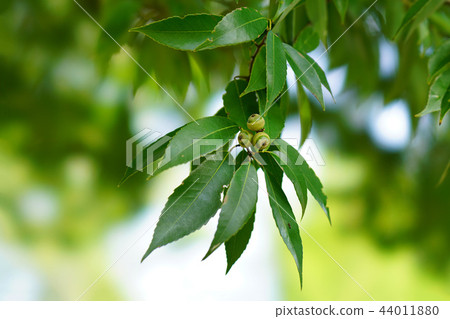 Acorn Acorn 44011880