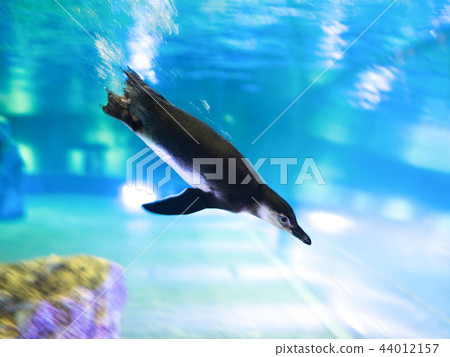 Magellan penguin 44012157