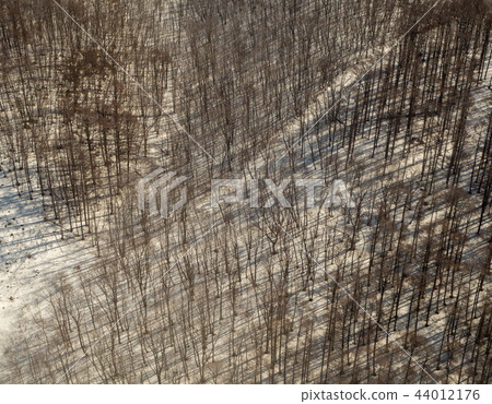 一個多雪的冬天混合森林的鳥瞰圖 44012176