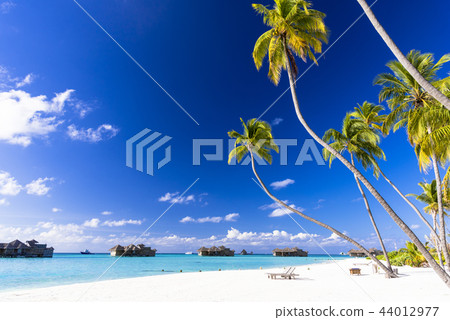 印度洋美麗的珊瑚礁海 44012977