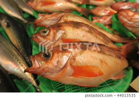 蝎子魚 蝎子魚 44013535