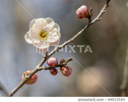 Plum blossom  44013593